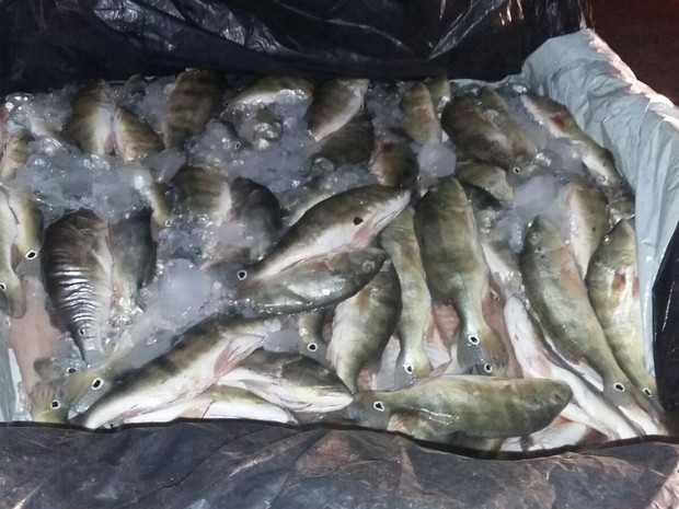 Polícia apreendeu 200 kg de peixe (Foto: Divulgação/PM-TO)