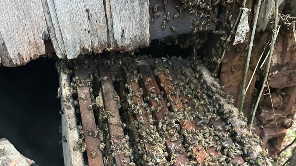 Colmeia de abelhas  — Foto: Miguel Neto/Divulgação 