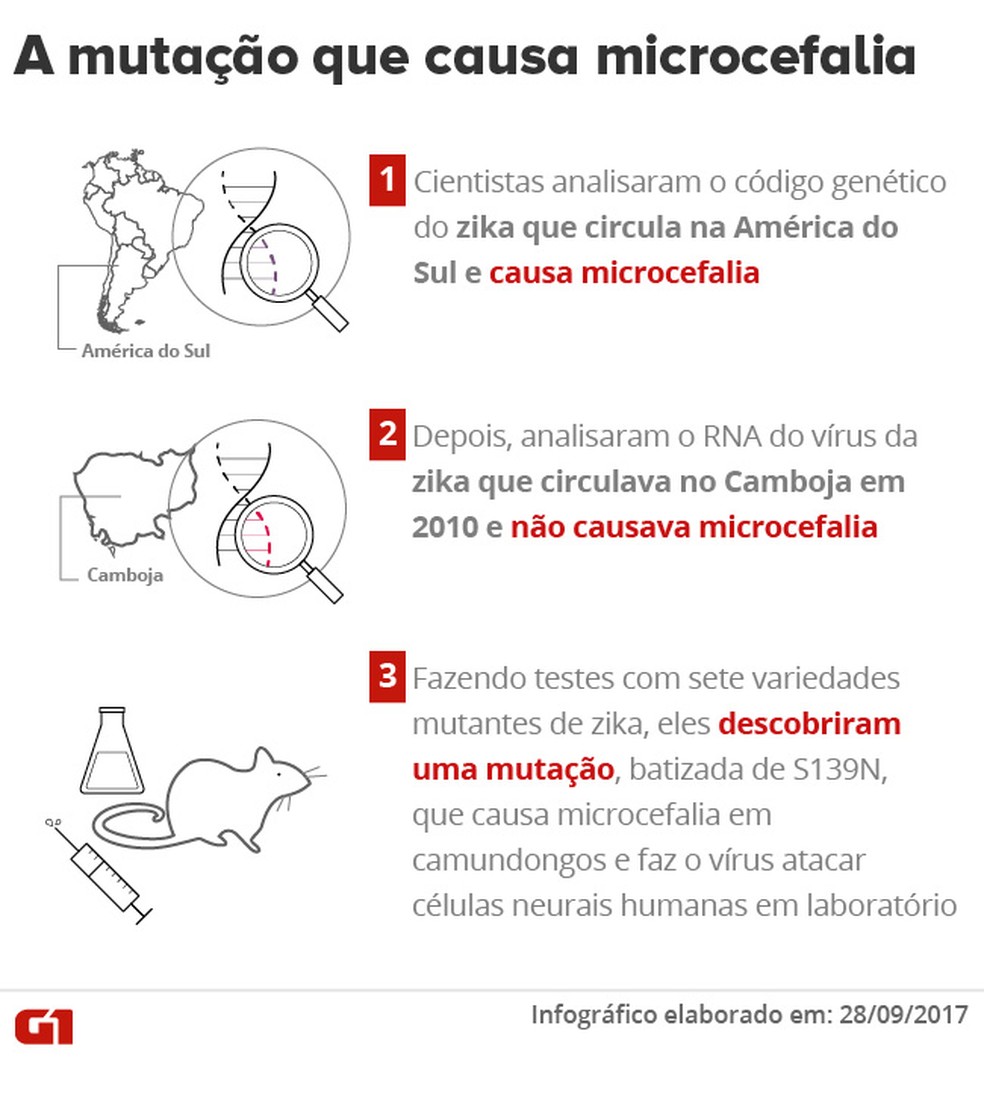 Mutação que causa microcefalia (Foto: Editoria de Arte/G1)