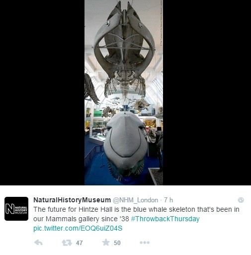 Museu divulga no Twitter imagem da baleia que substituirá Dippy (Foto: Reprodução Twitter)