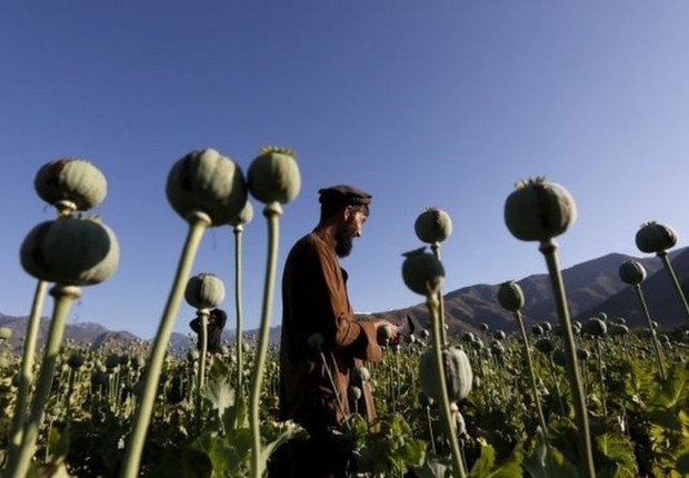 Afegão em campo de papoula, em foto de 2016; dados de 2019 apontam que a produção do ópio respondia por quase um terço do PIB do país (Foto: Reuters via bbc)