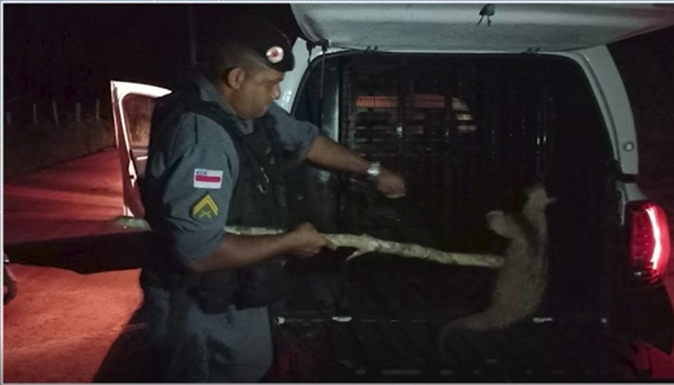 Tamanduá resgatado em Maués — Foto: reprodução