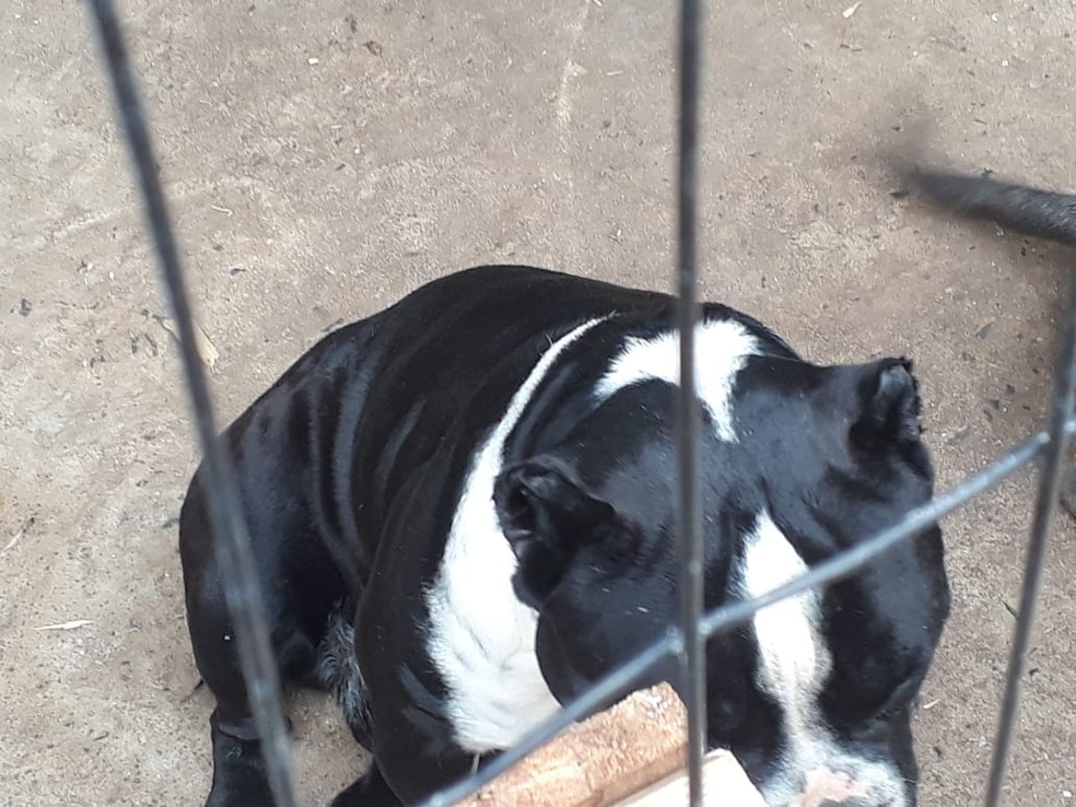 C&atilde;es eram mutilados em procedimento em que orelhas s&atilde;o cortadas &mdash; Foto: Divulga&ccedil;&atilde;o/Pol&iacute;cia Militar Ambiental