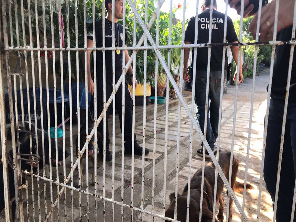 Animais foram encontrados com sinais de desnutrição, desidratação e doenças em Pium, na Grande Natal — Foto: Geraldo Jerônimo/Inter TV Cabugi