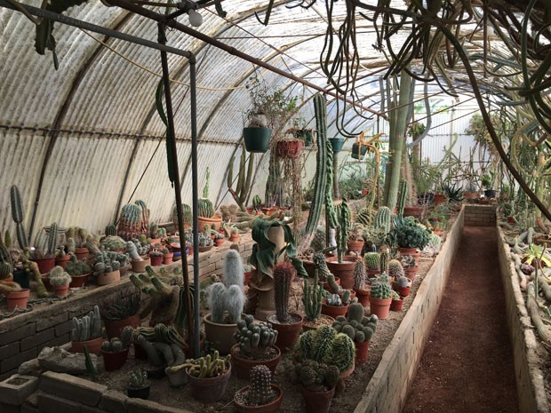 Moorten Botanical Garden: conheça o primeiro cactário do mundo (Foto: Flo Atelier Botânico)