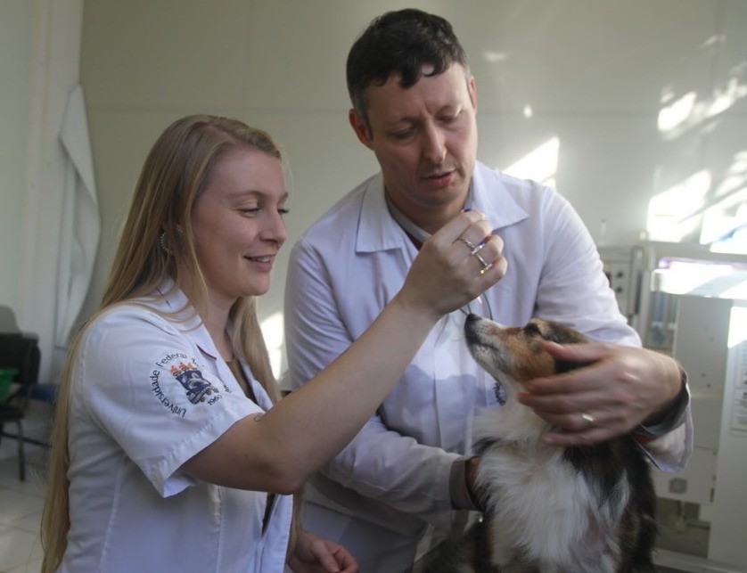 Tratamento de pele para cães com derivado da maconha tem bons resultados, mostra pesquisa no RS 