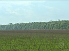 Em MT, fazenda segue ao pé da letra o conceito de produção sustentável