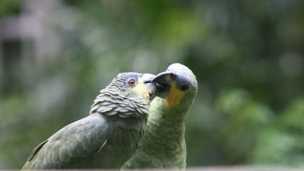 Papagaios em Ã¡rea protegida da AmazÃ´nia brasileira (Foto: MARIANA VEIGA via BBC)