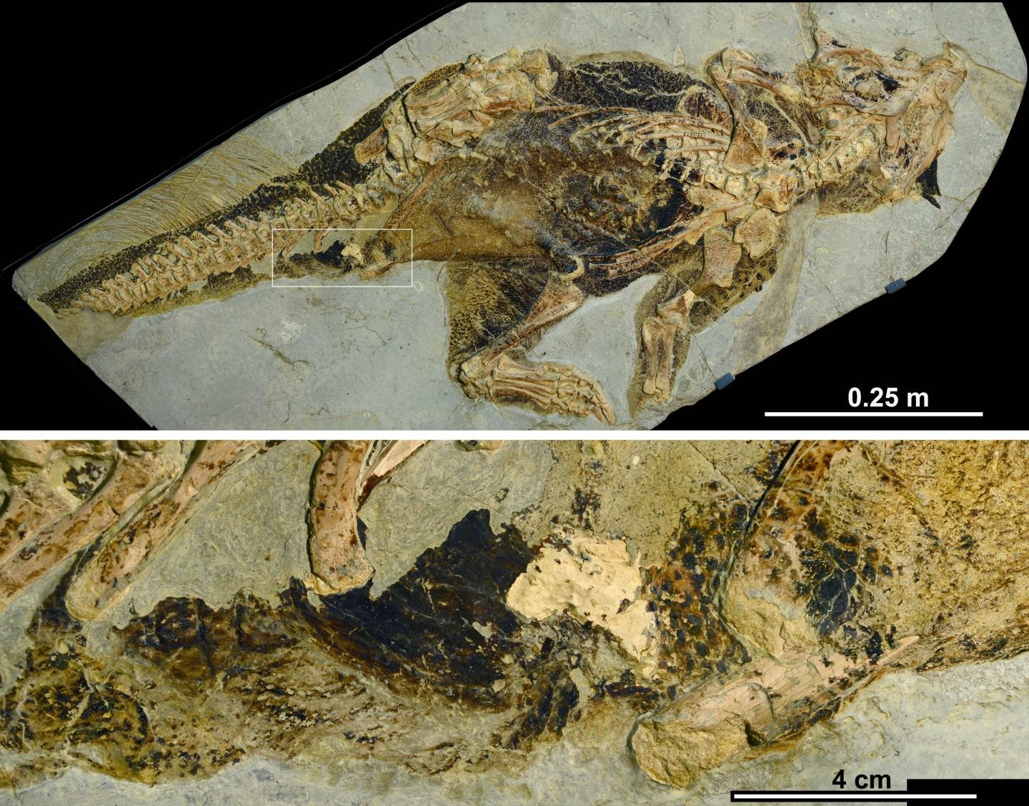 Fóssil analisado para estudo da região cloacal nos dinossauros (Foto: Jakob Vinther, Universidade de Bristol e Bob Nicholls)