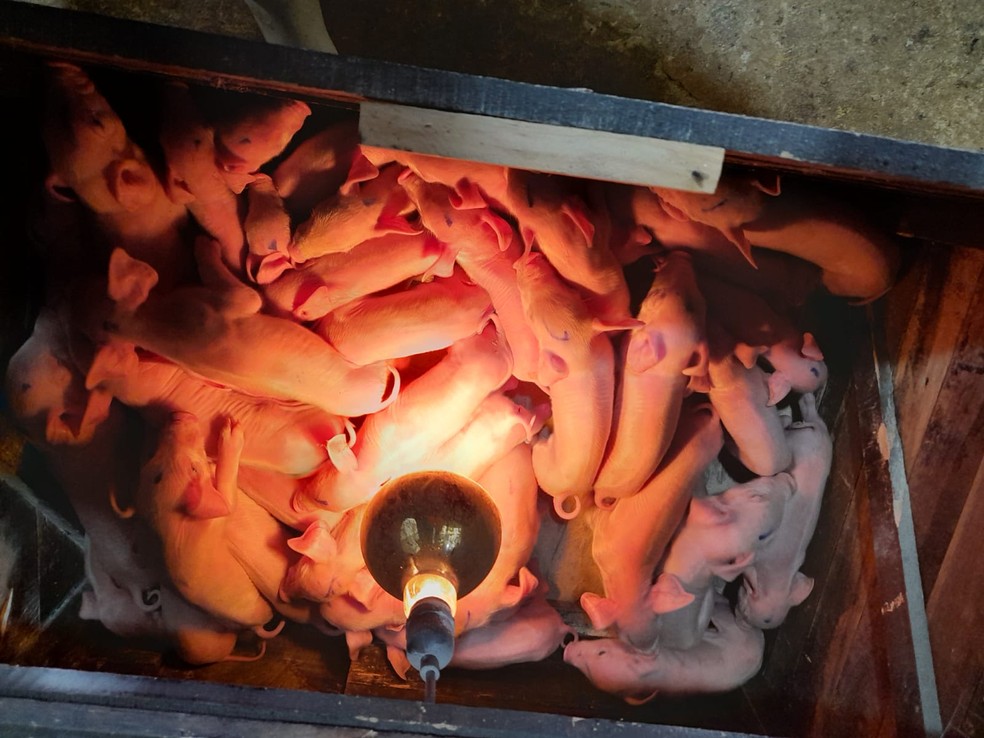 Em caso raro, porca deu à luz a 41 filhotes em SC — Foto: Hernâni Funini