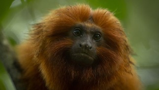 Parque do Mico-Leão-Dourado, recém-inaugurado no município de Silva Jardim, fica lado da Reserva de Poço das Antas. Turistas podem fazer programas de observação de micos e trilhas pelo parque. — Foto: Márcia Foletto
