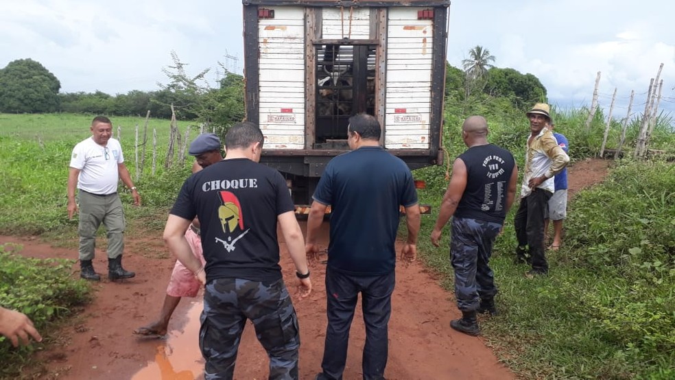 Policía recupera gados em Piripiri — Foto: Divulgação/PM