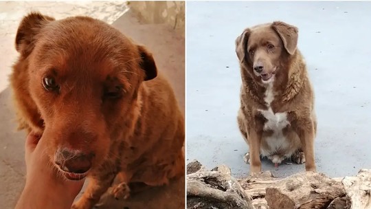Cachorro de 30 anos de Portugal bate recorde de cão mais velho do mundo