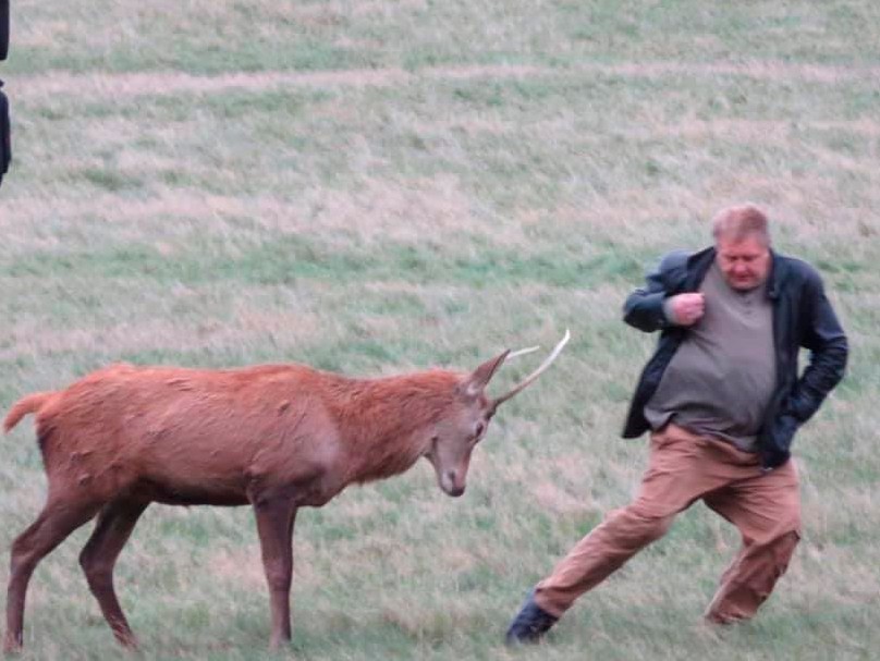 Cervo ataca homem em parque de Londres (Foto: Reprodução/Twitter)