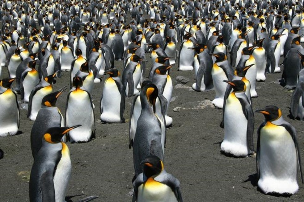 Pinguins-rei procriam em muitas das ilhas da Antártida (Foto: CNRS)