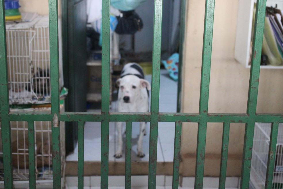 Batuta aguarda adoção na Apipa — Foto: Lívia Ferreira/g1