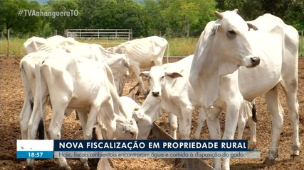 Fiscais ambientais voltam a propriedade onde gado estava com fome e sede