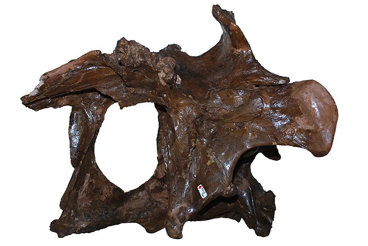 Fóssil de Daspletosaurus torosus da coleção do Canadian Museum of Nature (Foto: Canadian Museum of Nature)