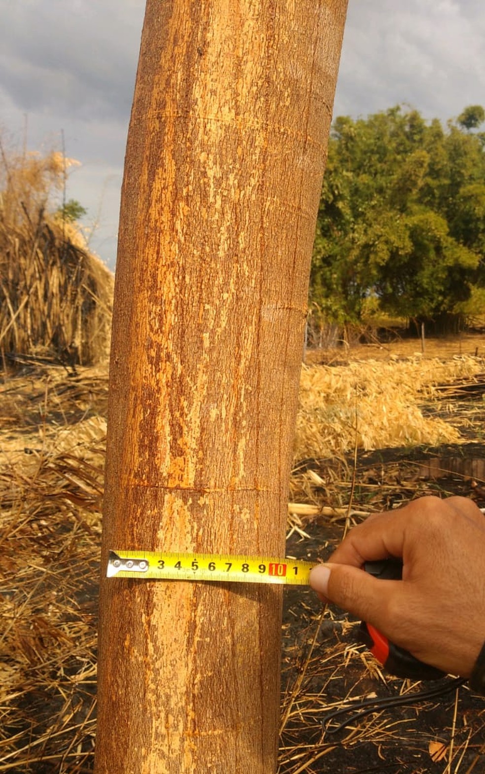 Homem de 52 anos foi multado em R$ 3,6 mil por uso de fogo sem autorização — Foto: Polícia Ambiental