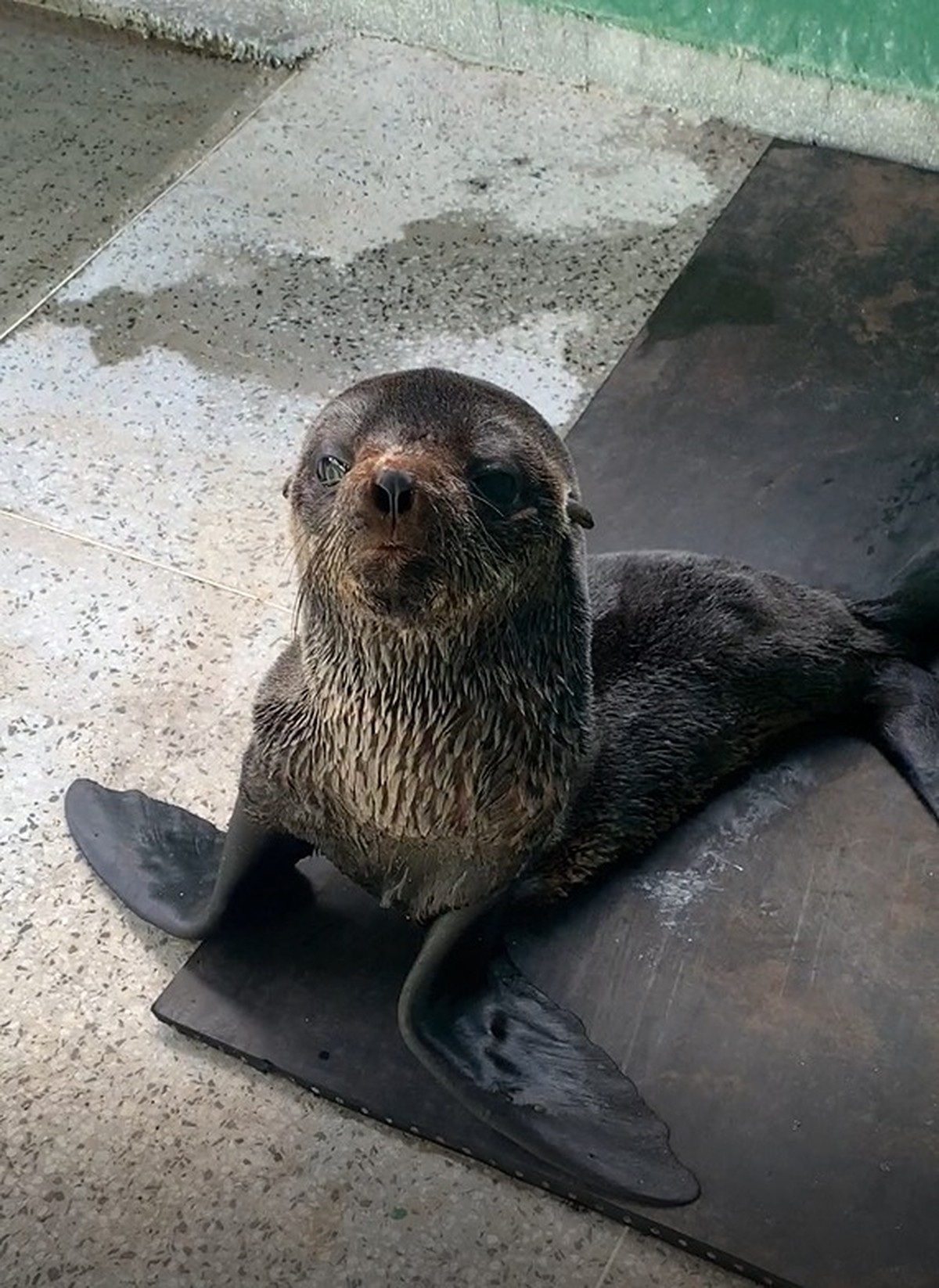 Lobo marinho é resgatado no Rio Mearim, na baixada maranhense | Vem ver 