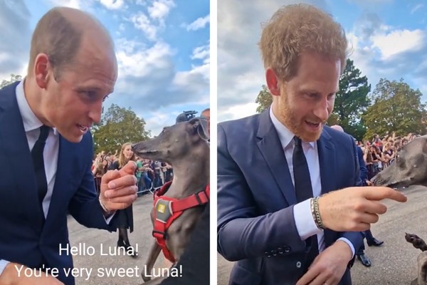 Internautas se derretem por vídeos de príncipes William e Harry mudando tom de voz para conversar com cachorrinha  (Foto: Reprodução/TikTok)