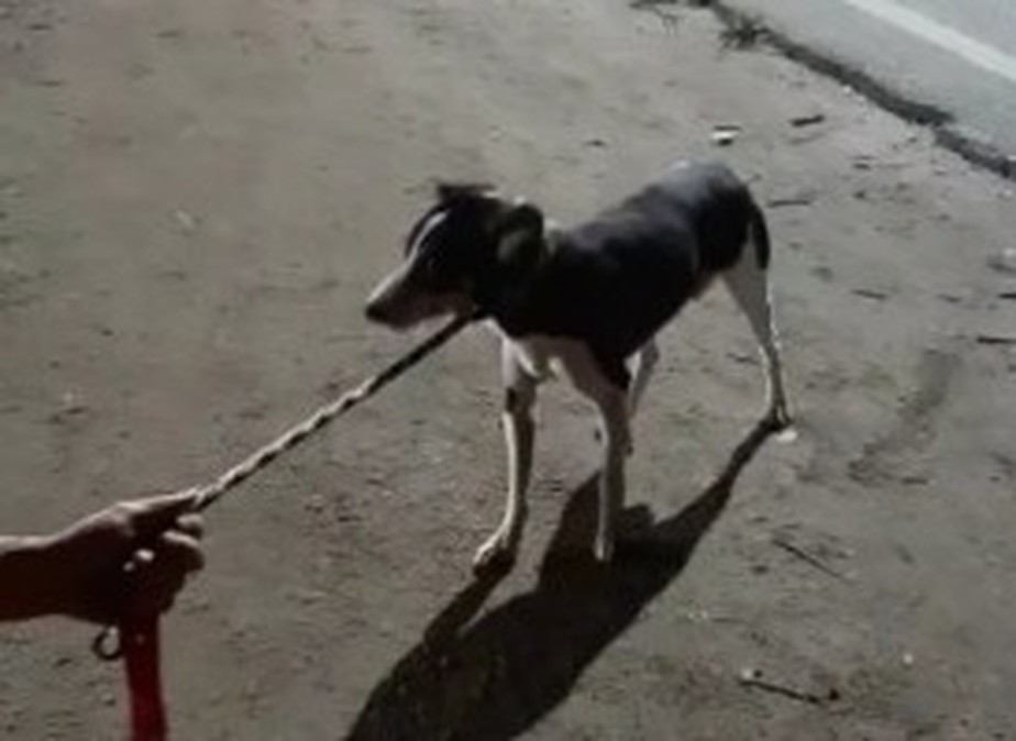 Cachorro foi acolhido por moradores de Pedra de Guaratiba após correr atrás de um carro no meio do trânsito