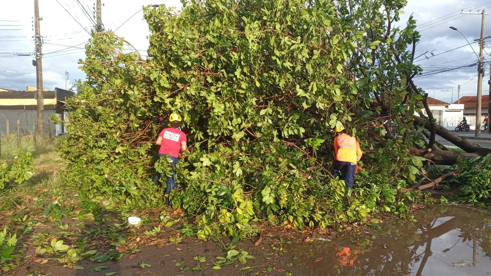 Árvore que caiu na Avenida Miguel Assad Debs em Araguari — Foto: Corpo de Bombeiros/Divulgação