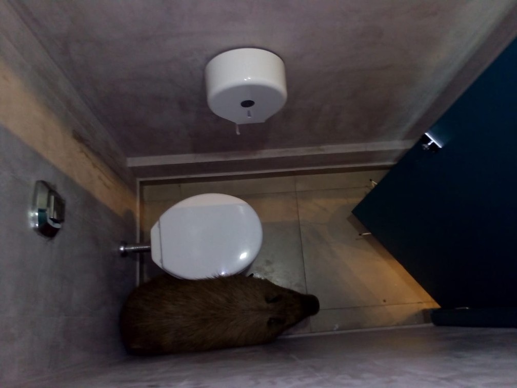 FuncionÃ¡ria de lanchonete encontrou capivara dentro de banheiro em Bady Bassitt â Foto: Sandra Ruffo/Arquivo Pessoal