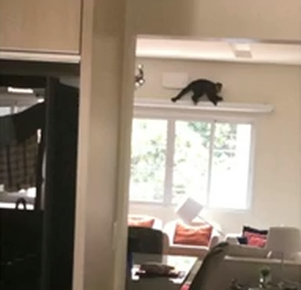 Macaco-prego invade apartamento em Umuarama; VÍDEO | Norte e ...