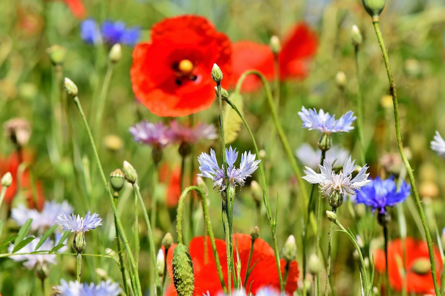 As flores do campo podem ser encontradas em diversas cores, e são ideais para formar buquês (Foto: Pixabay / Ralph / CreativeCommons)