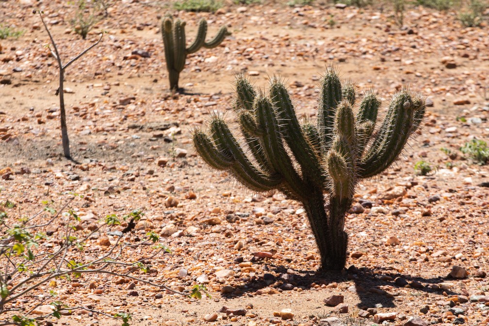 Vegetação da caatinga está adaptada ao clima seco, mas o processo de desertificação remove a cobertura do solo e dificulta a regeneração das plantas. — Foto: Celso Tavares/G1