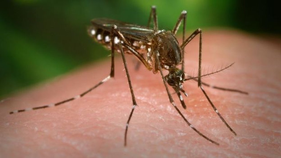 Aedes aegypti — Foto: Getty Images/BBC