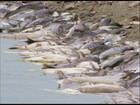 Calor pode ter causado mortandade de peixes no Rio Tietê, em SP 