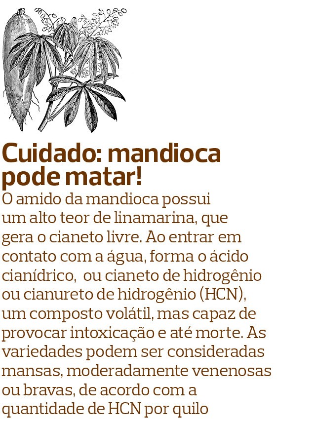 Mandioca (Foto:  )