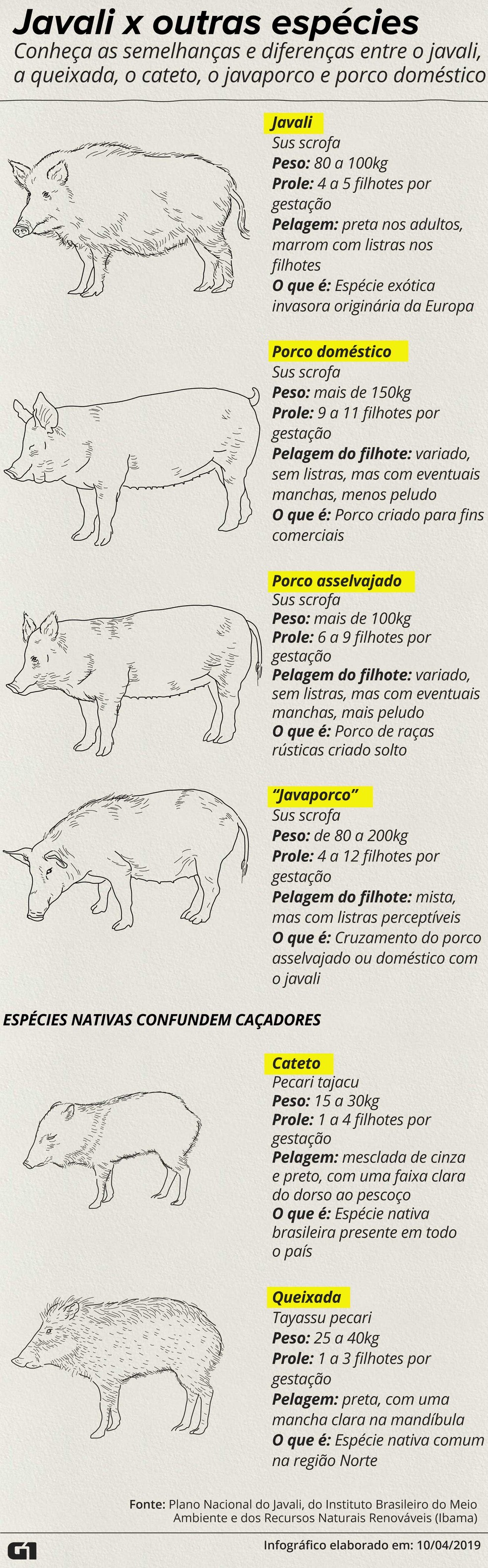 infográfico javali x outras espécies  — Foto: Roberta Jaworski/G1