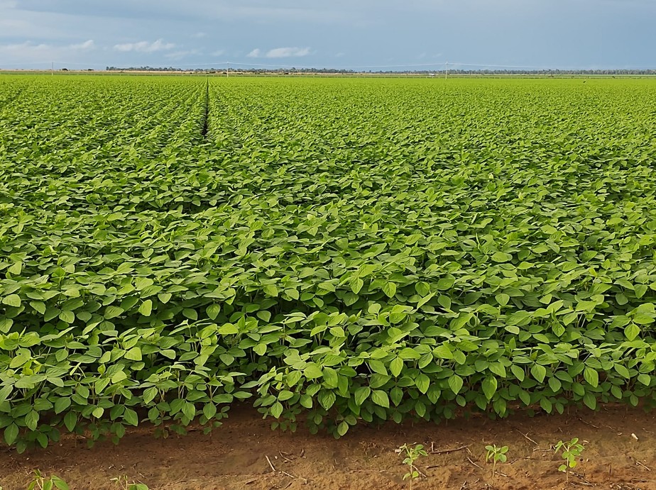 Lavoura plantada com soja convencional (não transgênica). Mato Grosso lidera o plantio