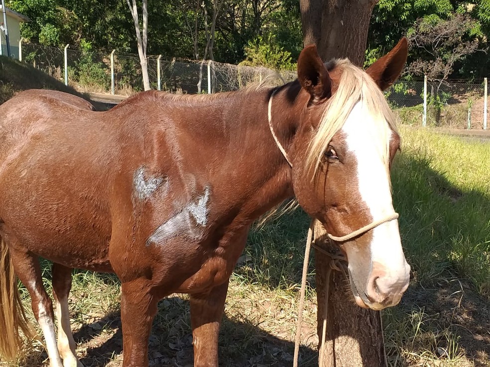 Égua que caiu dentro de cozinha está apreendida no Centro de Controle de Zoonoses de Presidente Prudente — Foto: Heloise Hamada/G1
