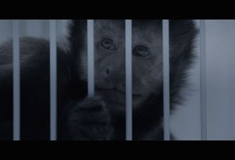 Campanha 'Continue Macaco' quer sensibilizar para situação de ONG que atende crianças carentes com lábio leporino (Foto: Reprodução)