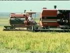 Condições climáticas favorecem produção de arroz no RS