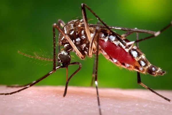 Saiba Como Identificar As Larvas Do Mosquito Da Dengue E Combate Las Em Casa Maxima Protecao Nao Custa Caro G1