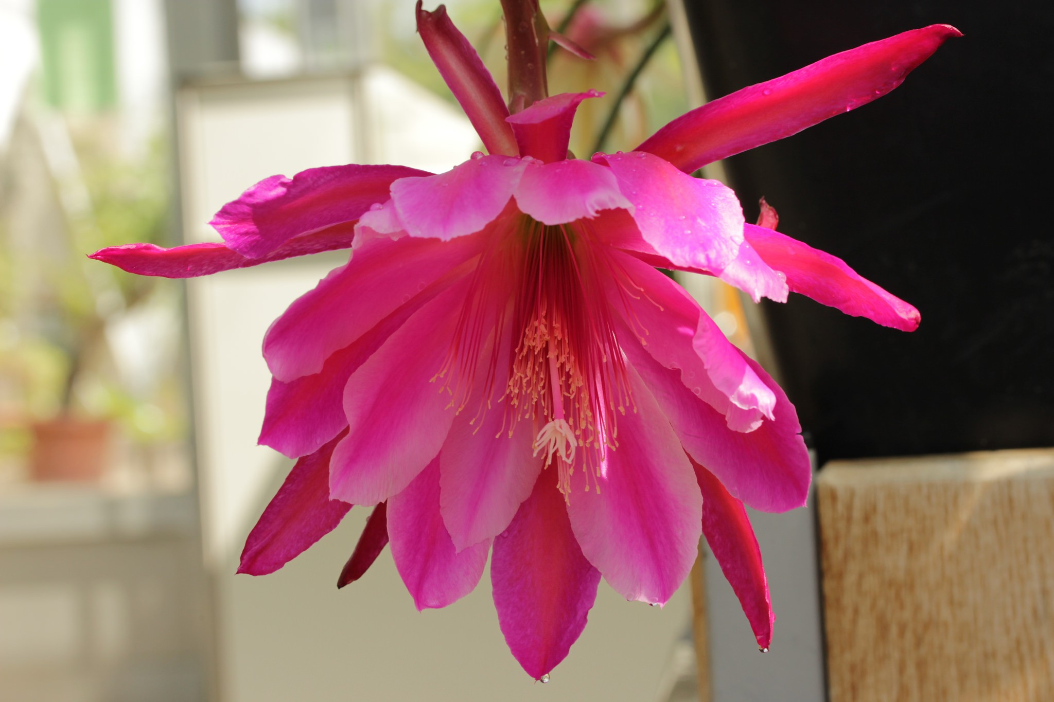 Cacto dama da noite - cactácea-Epiphyllum sp (Foto: Flickr/Björn S.../Creative Commons)