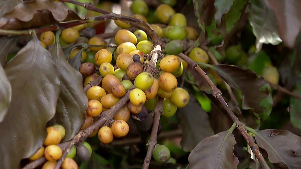 Geada queimou cafezais na região de Franca, SP — Foto: Reprodução/EPTV