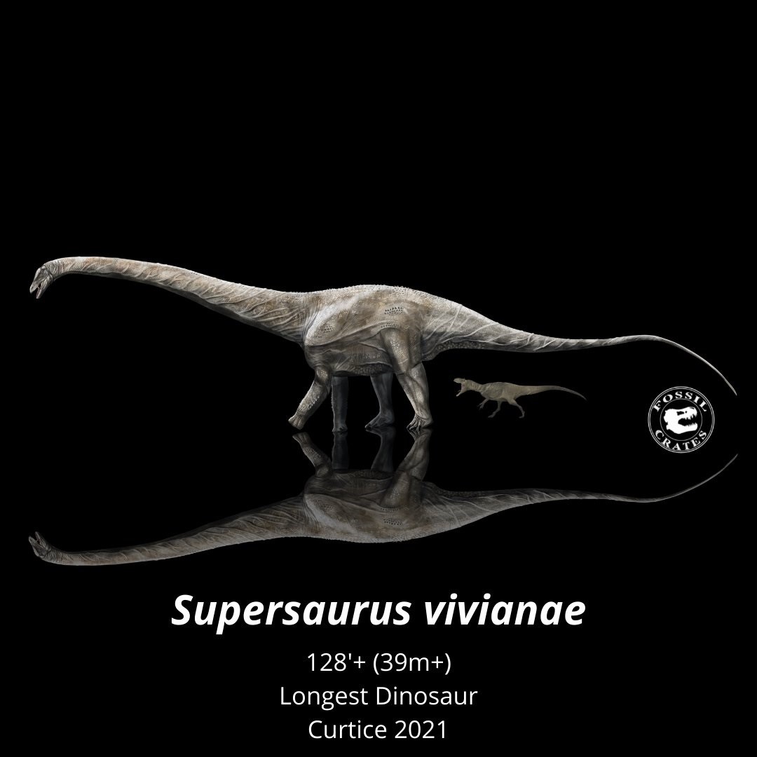 Dinossauro da espécie Seismosaurus hallorum é o mais longo do mundo  (Foto: Reprodução/@Fossilcrates/Twitter)
