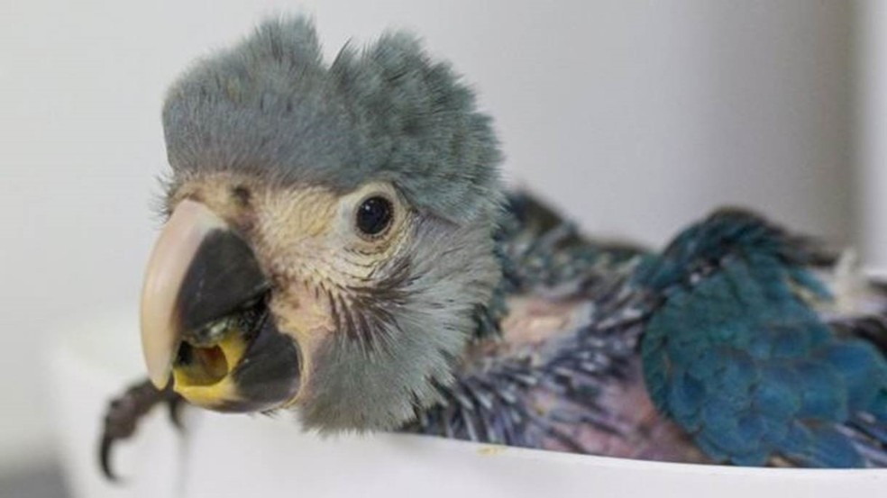 Tráfico de animais ajudou a dizimar população da ararinha-azul (Foto: Leonardo Milano)