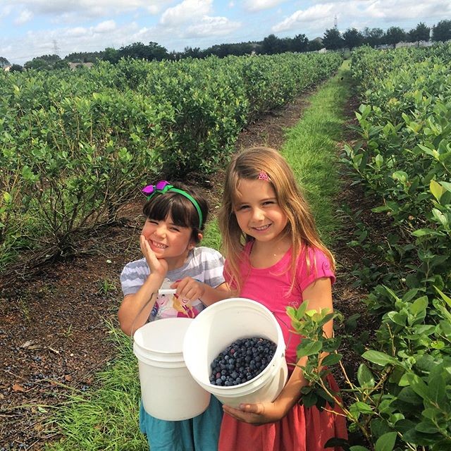 Nina e Maitê colhem blueberries (Foto: Reprodução/ Instagram)