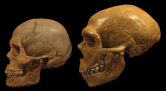 Homo erectus - Wikipedia