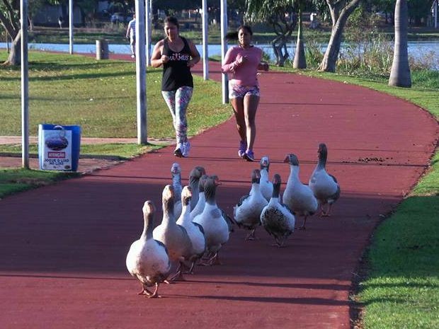 Aves passeavam na pista de caminhada quando foram flagradas. (Foto: Ricardo Ojeda/Arquivo Pessoal)