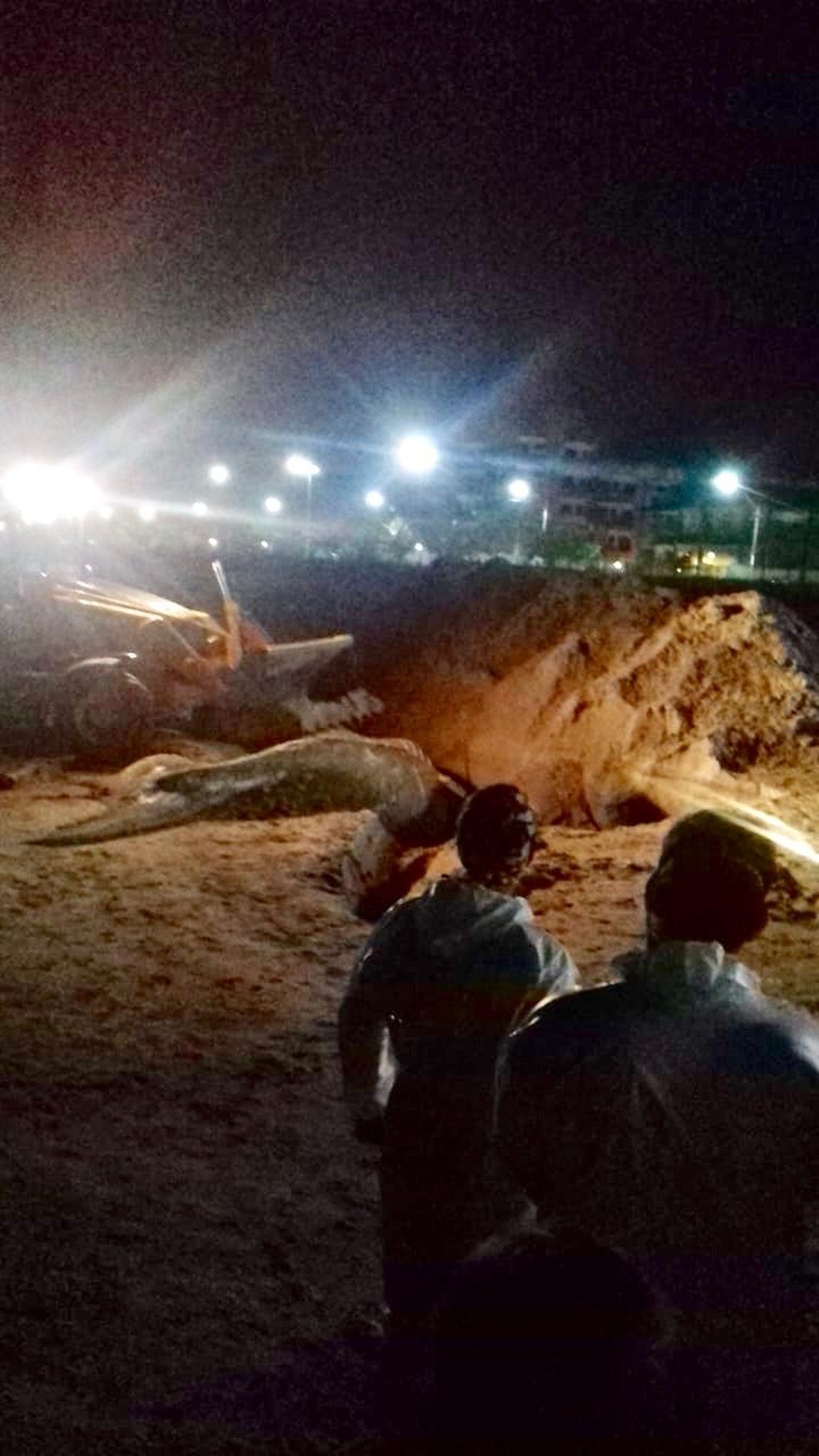 Baleia jubarte encontrada morta em Matinhos foi enterrada por funcionários da prefeitura — Foto: LEC/Divulgação