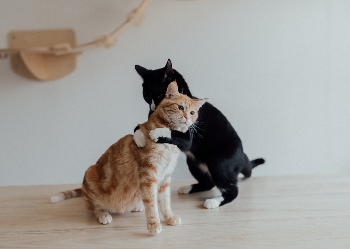 Briga ou brincadeira? Saiba como diferenciar as interações dos gatos ...