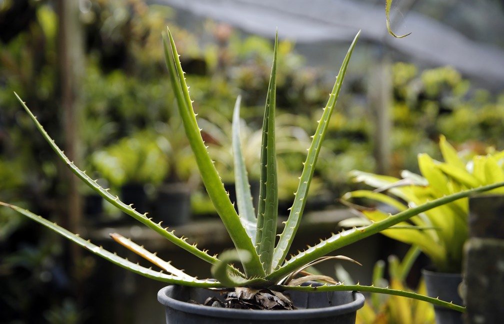 Dyckia Ursina, bromélia vinda da Serra do Cipó que tem a existência ameaçada. (Foto: Marcos Serra Lima/ G1)